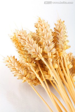麦子
