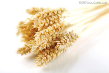 麦子