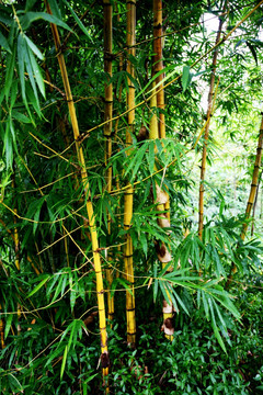 竹子 植物