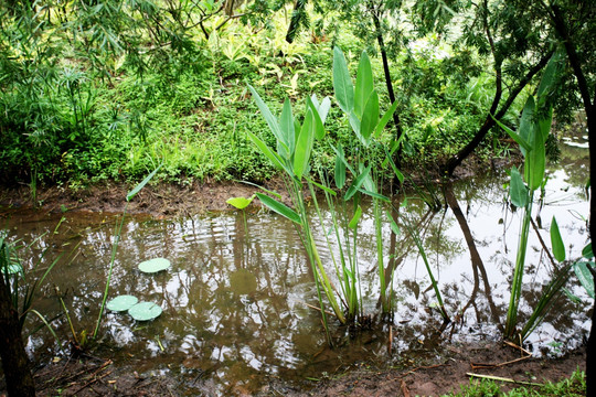 小河 绿树 水草