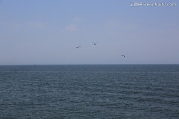 大海 海洋 海鸥