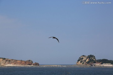 海鸥 海岛