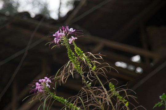 野花