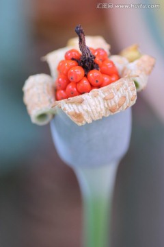 滴水观音 花子