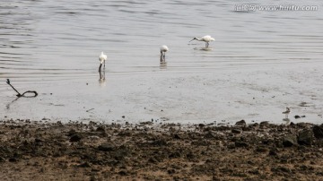 深圳湾水鸟