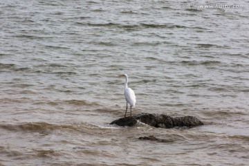 海鸟白鹭