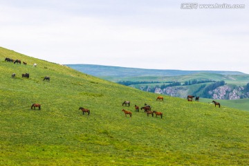 甘肃张掖祁连山草原山丹军马场