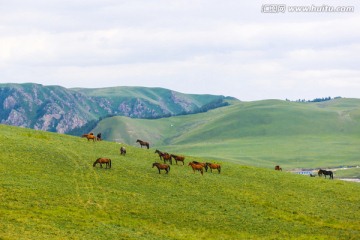 甘肃张掖祁连山草原山丹军马场