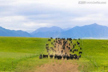 甘肃张掖山丹军马场祁连山草原