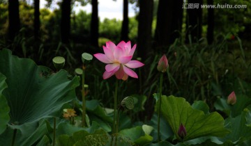 荷花塘