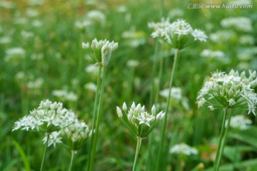 韭菜花