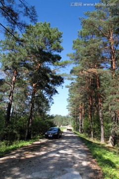 松树 森林 公路