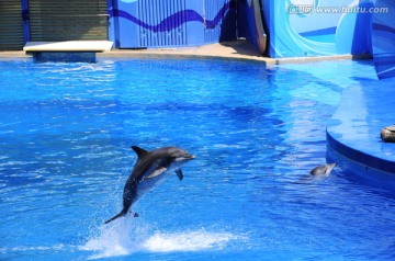 海豚表演 海洋公园