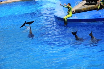 海豚表演 海洋公园