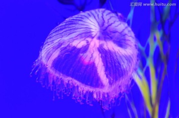 水母