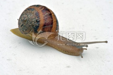 法国葡萄蜗牛