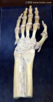 人体腕关节标本