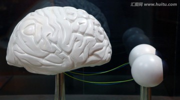 人体大脑模型
