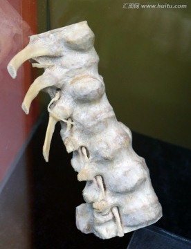 人体脊椎标本