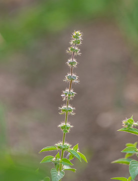 荆芥的花穗