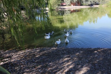 河里的大白鸭群