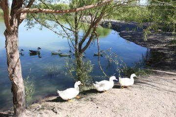 河边的大白鸭
