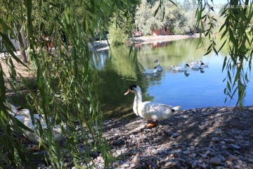 河边柳树下的大白鸭