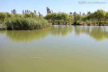 绿色的池塘