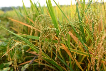 成熟的水稻田