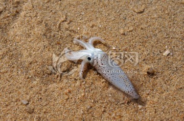海滩上的小章鱼