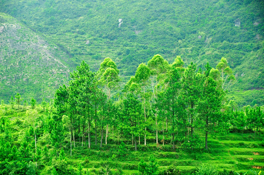 纯天然绿色小树林