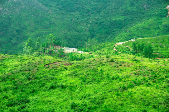 绿色植被覆盖的山坡