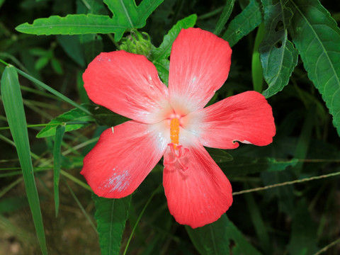 美丽花朵