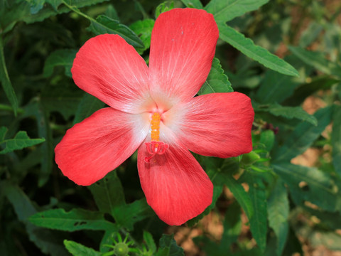 红色小芙蓉