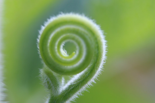 南瓜嫩芽