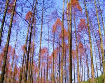 秋天的水杉树林