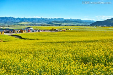 门源油菜花海