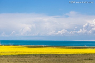 青海湖畔的油菜花海