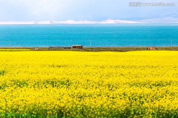 青海湖畔的油菜花海