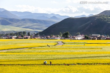 门源油菜花海