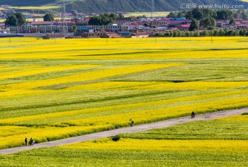 门源油菜花海