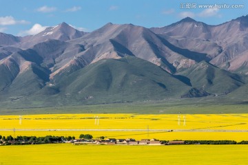 门源油菜花海和雪山