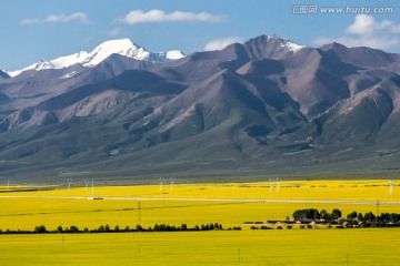 门源油菜花海和雪山