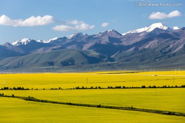 门源油菜花海和雪山