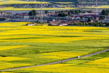 门源油菜花海