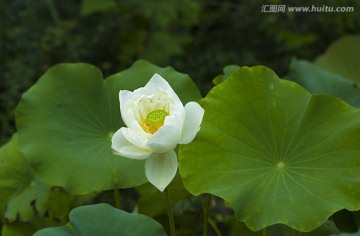 白荷花