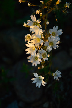 野生小菊花