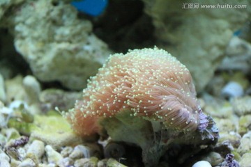 火炬花珊瑚