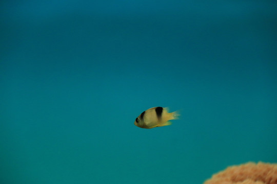 黄黑相间的鱼