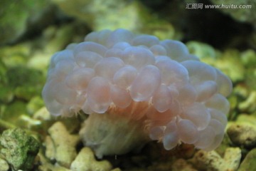 气泡珊瑚特写